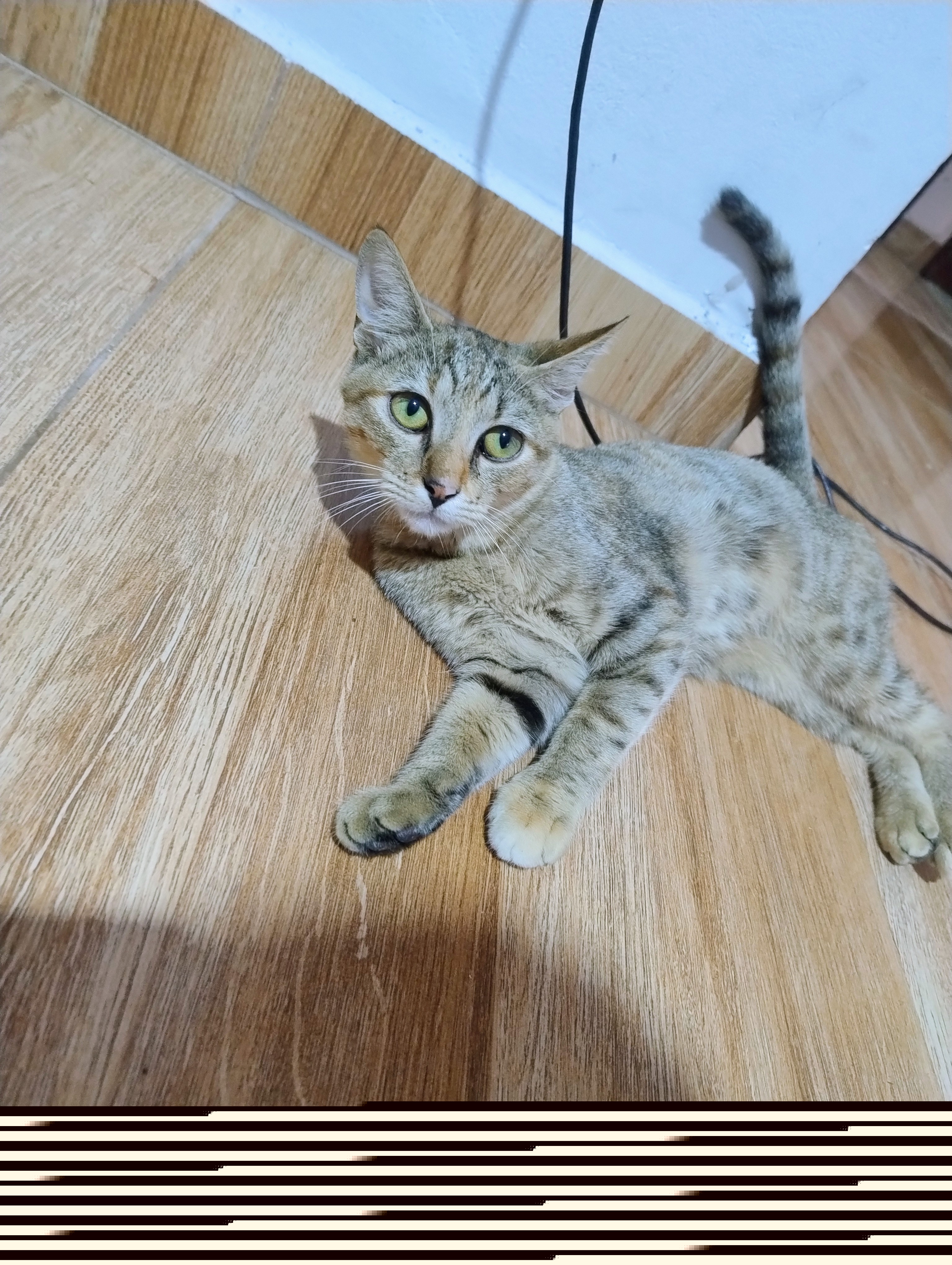 Gato para adoção Macho Pequeno 2 a 6 meses