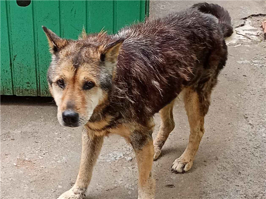 Cao - Fêmea Médio6 anos Acima