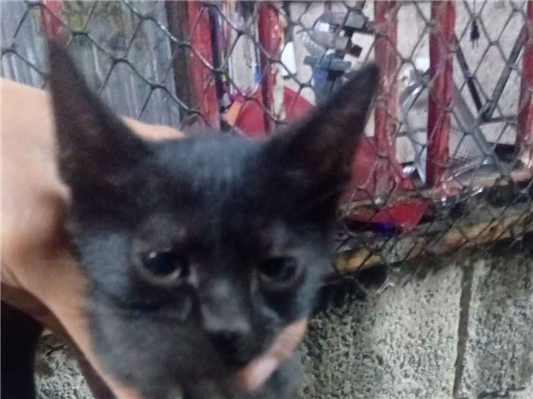 Gato para adoção Fêmea Pequeno 2 a 6 meses
