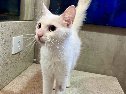 Gato para adoção Fêmea Pequeno 2 a 6 meses