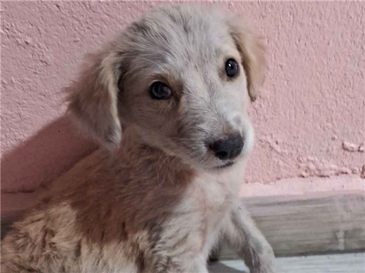 Cachorro cão para adoção Fêmea Pequeno Abaixo de 2 meses 