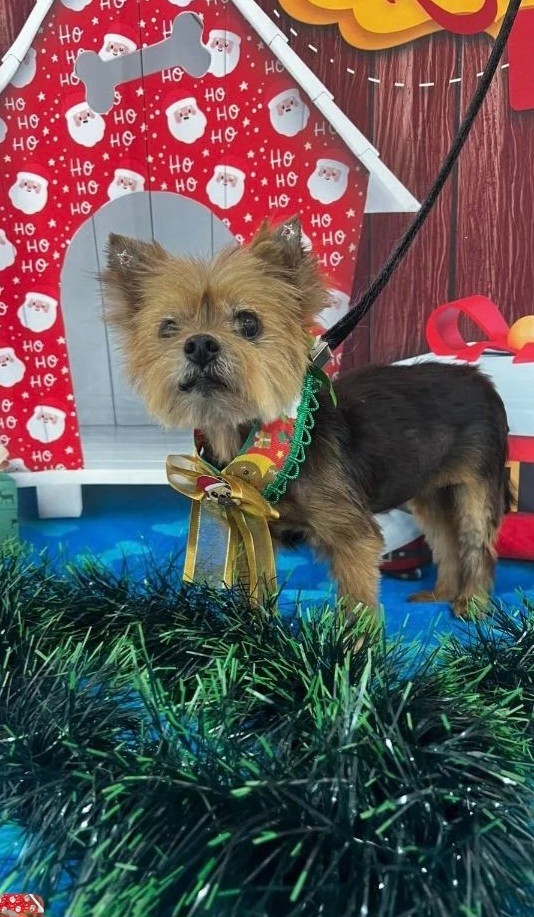 Cachorro cão para adoção Fêmea Pequeno 6 anos Acima 