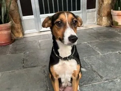 Cao SRD-ViraLata Medio 2-anos