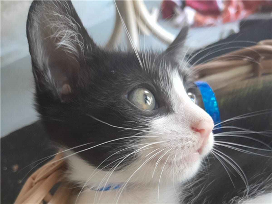 Gato para adoção Ambos Pequeno 2 a 6 meses