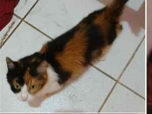 Gato - Fêmea Pequeno2 a 6 meses