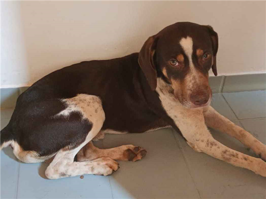 Cachorro cão para adoção Macho Médio  1 ano 