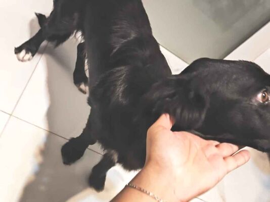 Cachorro cão para adoção Macho Pequeno 7 a 11 meses 