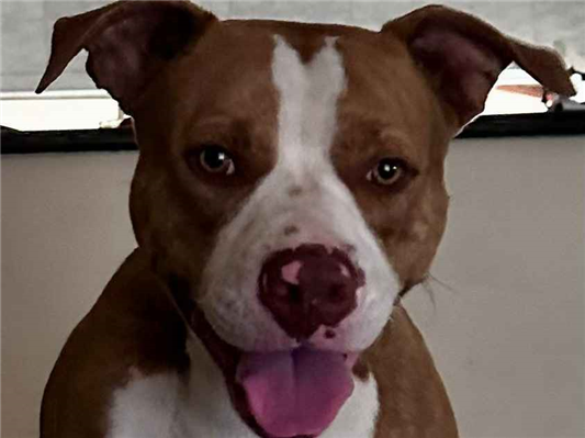 Cachorro cão para adoção Macho Grande 1 ano 