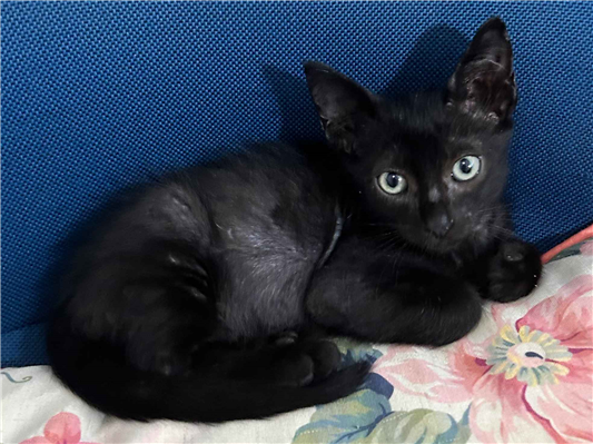Gato para adoção Macho Pequeno Abaixo de 2 meses