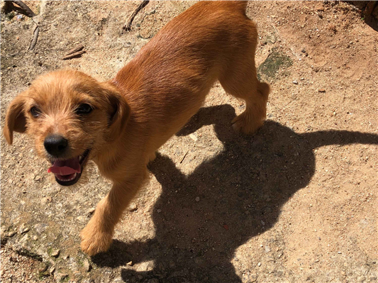 Cachorro cão para adoção Ambos Pequeno 2 a 6 meses 