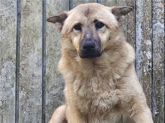 Cao - Fêmea Grande7 a 11 meses