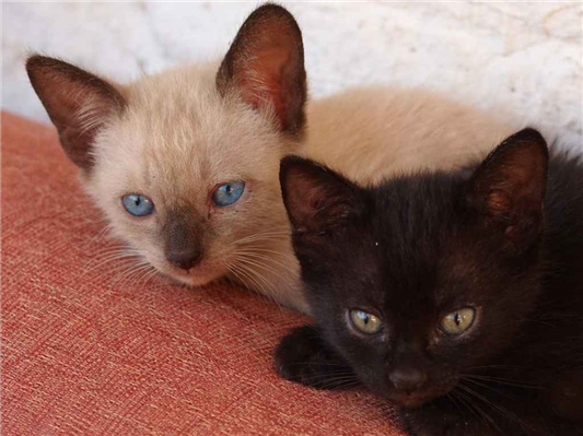 Gato para adoção Ambos Pequeno 2 a 6 meses