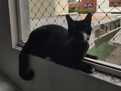 Gato SRD-ViraLata Medio 5-anos