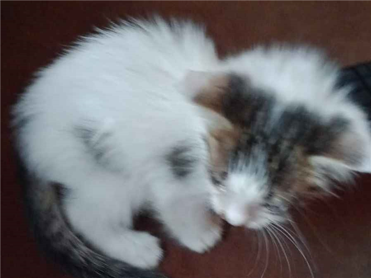 Gato para adoção Fêmea Pequeno Abaixo de 2 meses