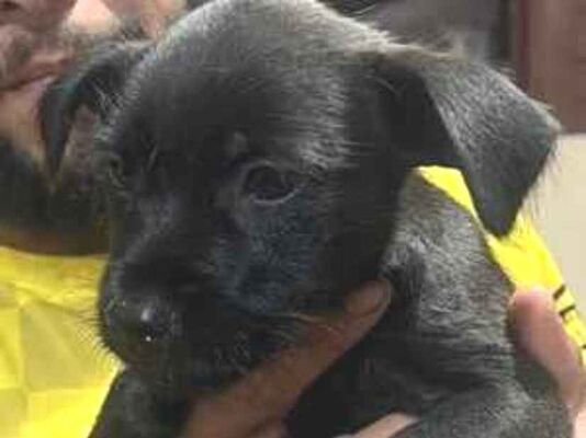 Cachorro cão para adoção Fêmea Pequeno 2 a 6 meses 