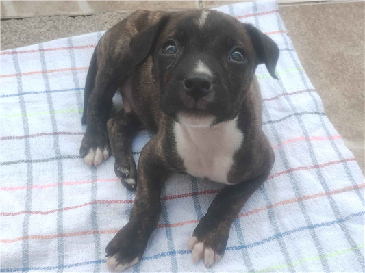 Cachorro cão para adoção Macho Pequeno 2 a 6 meses 