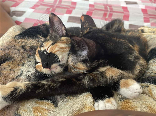 Gato para adoção Fêmea Grande 7 a 11 meses