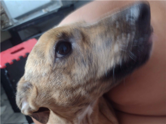 Cao - Ambos Pequeno2 a 6 meses