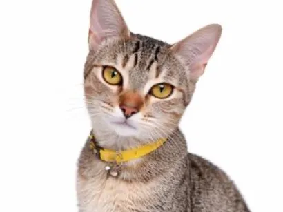 Gato SRD-ViraLata Pequeno 1-ano