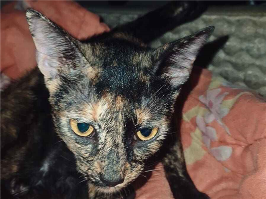 Gato para adoção Fêmea Médio 7 a 11 meses