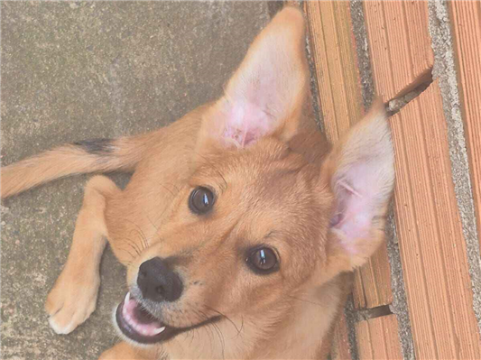 Cachorro cão para adoção Fêmea Médio  2 a 6 meses 