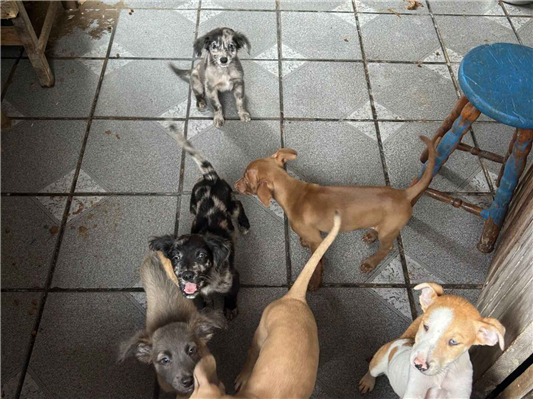Cachorro cão para adoção Macho Pequeno 2 a 6 meses 