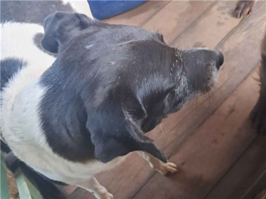 Cachorro cão para adoção Macho Grande 1 ano 