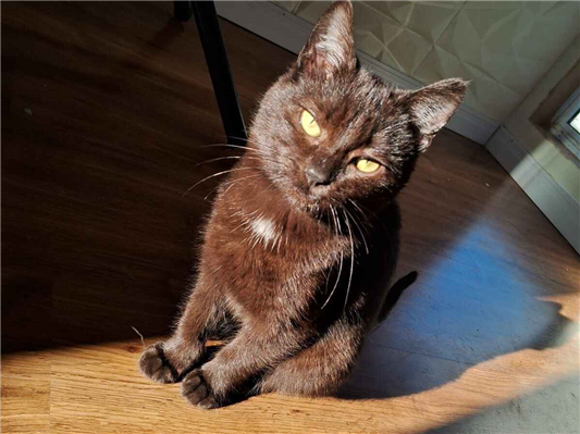 Gato para adoção Fêmea Médio 1 ano