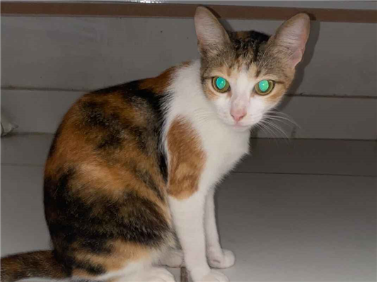 Gato para adoção Fêmea Pequeno 7 a 11 meses