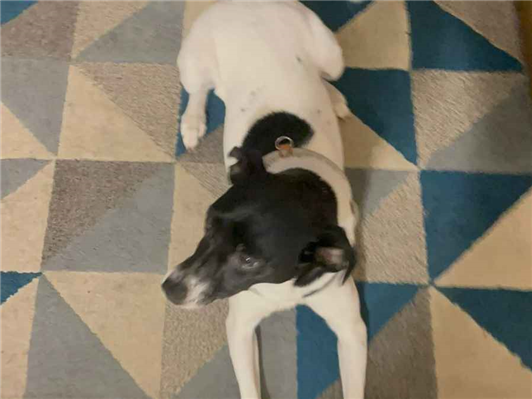 Cachorro cão para adoção Fêmea Médio  1 ano 