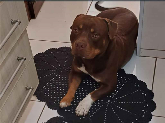 Cachorro cão para adoção Macho Médio  3 anos 
