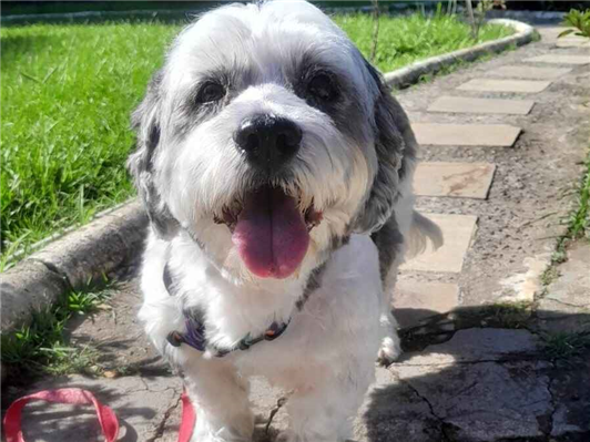 Cachorro cão para adoção Fêmea Pequeno 2 anos 