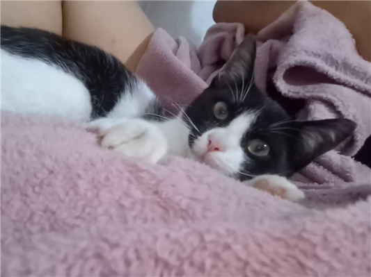 Gato para adoção Macho Pequeno 2 a 6 meses
