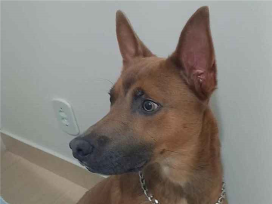 Cachorro cão para adoção Macho Médio  3 anos 