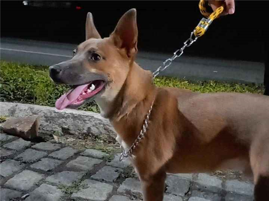 Gato para adoção Macho Médio 3 anos