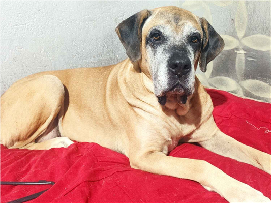 Cachorro cão para adoção Fêmea Grande 6 anos Acima 