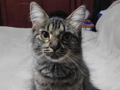 Gato SRD-ViraLata Pequeno 1-ano