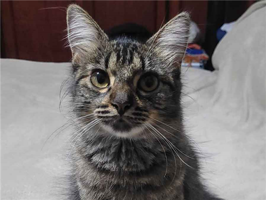 Gato para adoção Fêmea Pequeno 1 ano