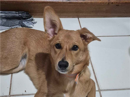 Cachorro cão para adoção Fêmea Médio  2 a 6 meses 