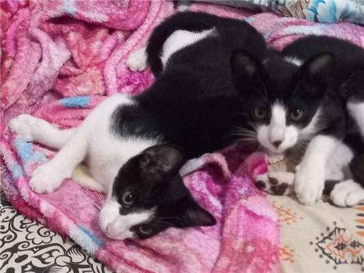 Gato para adoção Macho Médio 2 a 6 meses