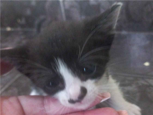 Gato para adoção Ambos Médio Abaixo de 2 meses
