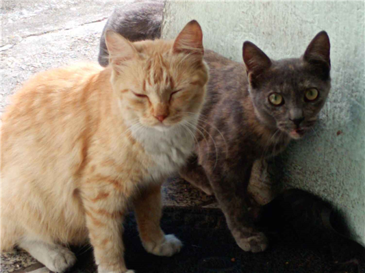 Gato para adoção Fêmea Médio 1 ano