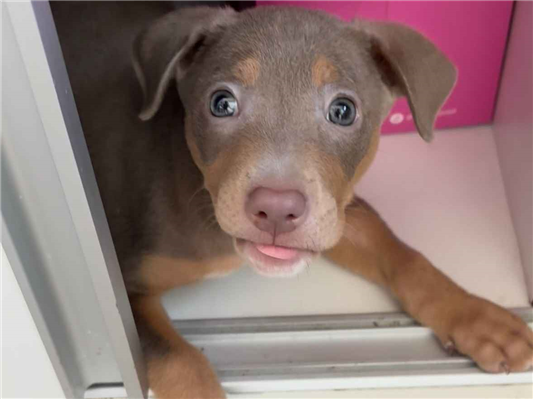 Cachorro cão para adoção Fêmea Médio  2 a 6 meses 