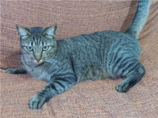 Gato Procura-Perdido Macho Médio 3 anos 