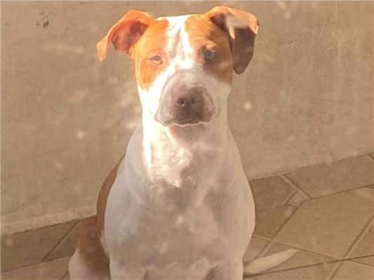 Cachorro cão para adoção Macho Médio  1 ano 