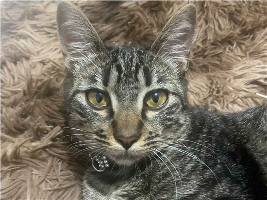 Gato para adoção Fêmea Médio 2 a 6 meses