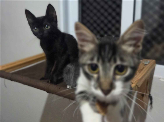 Gato para adoção Macho Pequeno 2 a 6 meses