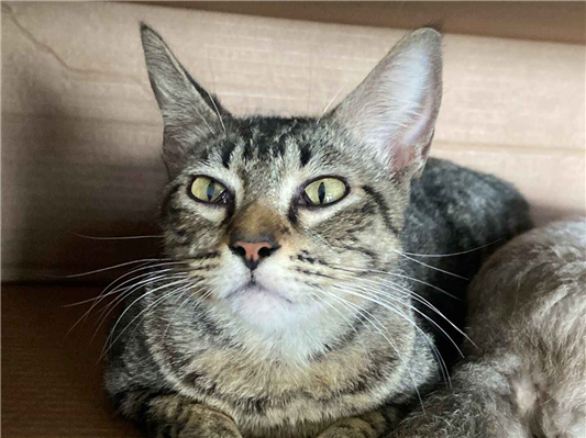 Gato para adoção Fêmea Pequeno 7 a 11 meses