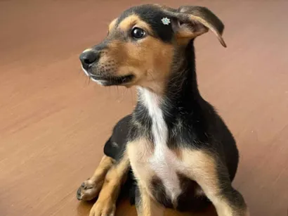 Cao SRD-ViraLata Pequeno Abaixo-de-2-meses