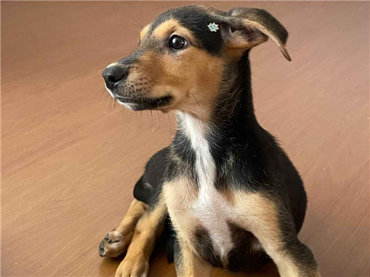 Cachorro cão para adoção Fêmea Pequeno Abaixo de 2 meses 